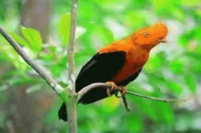 Animales en peligro de extinciÃ³n jigsaw puzzle