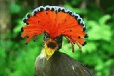 Animales en peligro de extinciÃ³n jigsaw puzzle