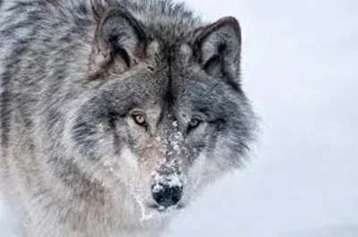 Animales en peligro de extinciÃ³n