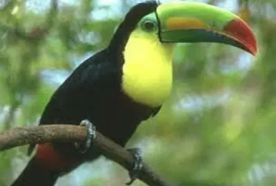 Animales en peligro de extinciÃ³n jigsaw puzzle