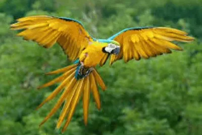 Animales en peligro de extinciÃ³n