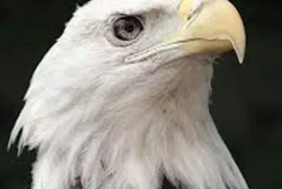 Animales en peligro de extinciÃ³n jigsaw puzzle