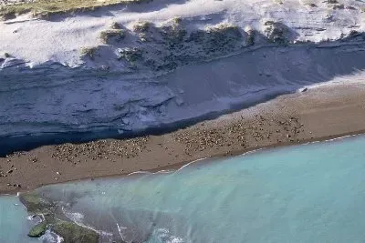 פאזל של LoberÃ­a en la PenÃ­nsula de ValdÃ©s. Chubut. Argentina