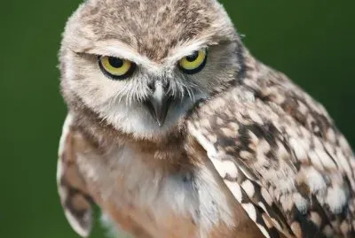 civette jigsaw puzzle