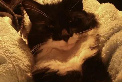 Lennox 5 jigsaw puzzle