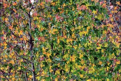 otoÃ±o jigsaw puzzle