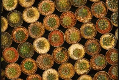 cactus jigsaw puzzle