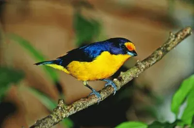 Gaturamo 1 jigsaw puzzle