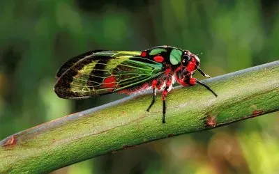 Cigarra jigsaw puzzle