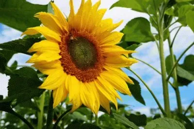 å‘æ—¥è‘µ jigsaw puzzle