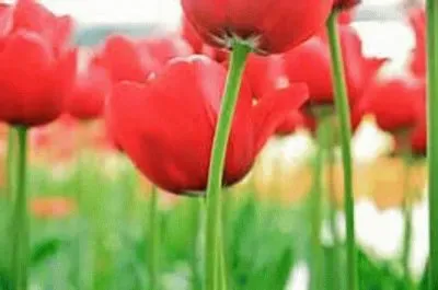 èŠ±ç”° jigsaw puzzle