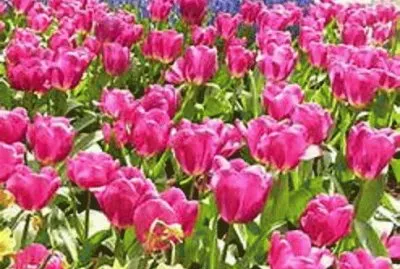 èŠ±ç”° jigsaw puzzle