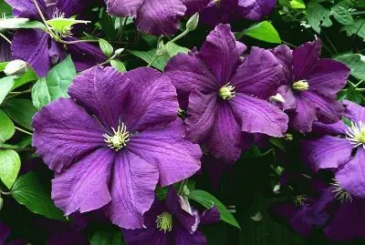 פאזל של imagens