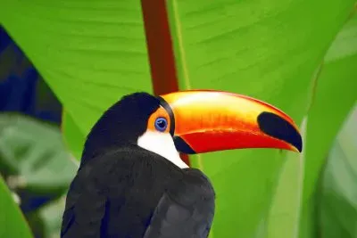 tucÃ¡n jigsaw puzzle