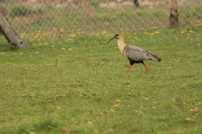 bandurria jigsaw puzzle