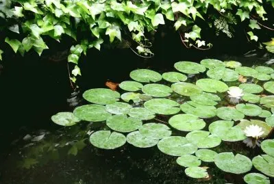 nenÃºfares