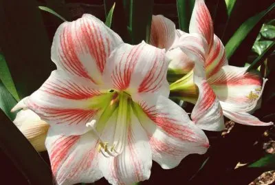 amarilis