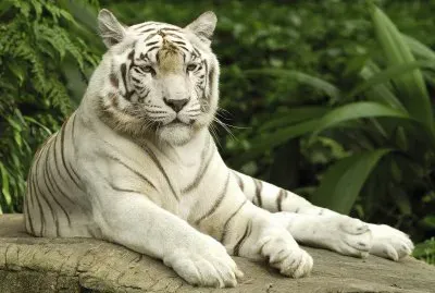 white tiger