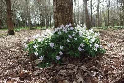 woodland in spring  Lisburn