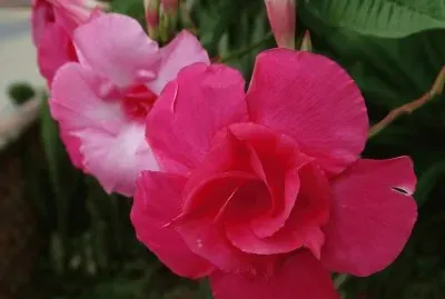 פאזל של imagens