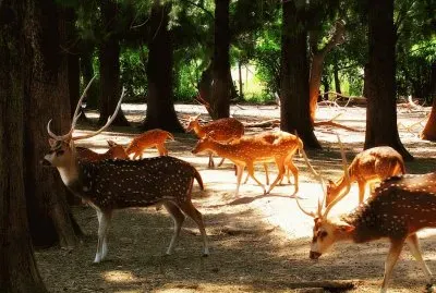 ciervos