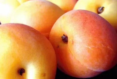 פאזל של damascos