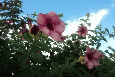 פאזל של fleurs