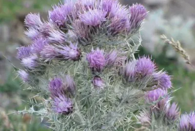 פאזל של fleurs de montagne