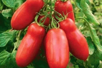 פאזל של imagens