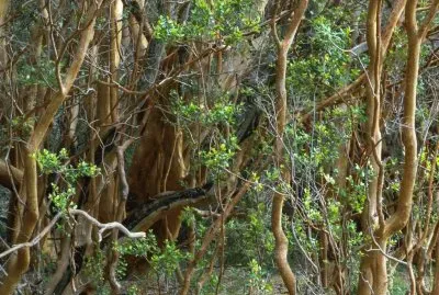 bosque de arrayanes