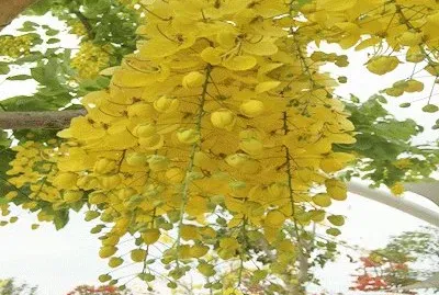 Jardines de MÃ©xico 13