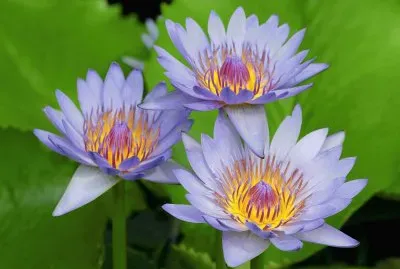 Beautiful Purple Water Lilies