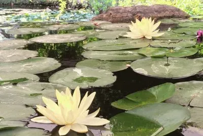 Jardines de MÃ©xico 2