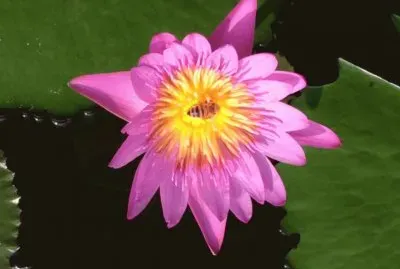 Jardines de MÃ©xico 5