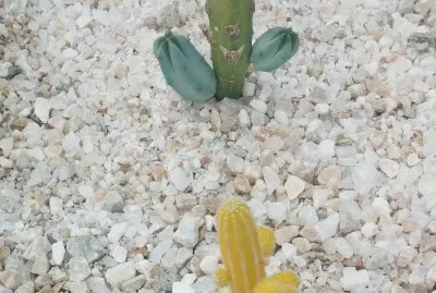 Jardines de MÃ©xico 7