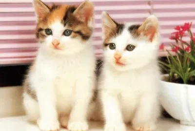 Cats