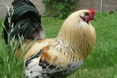 Chicken