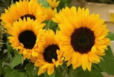 flores