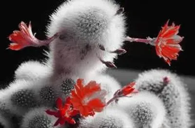 פאזל של flores