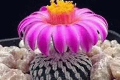 פאזל של flores