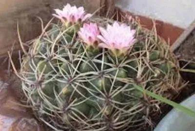 פאזל של flores