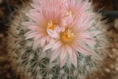 פאזל של flores