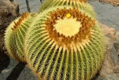 פאזל של flores