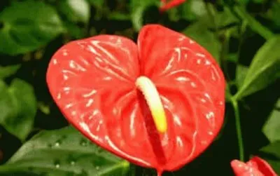 פאזל של flores