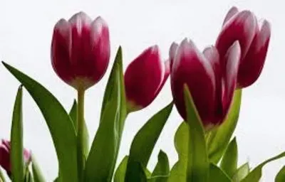 פאזל של flores