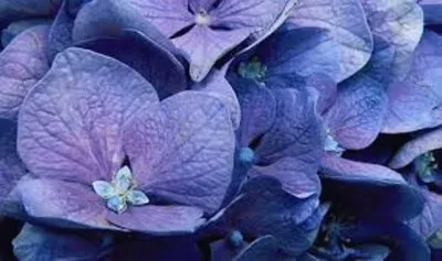 פאזל של flores