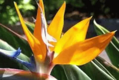 פאזל של flores