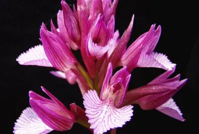Orchis Papilionacea
