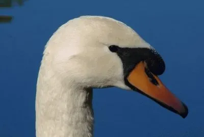 Swan Portrait