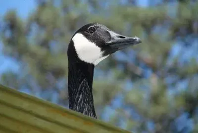 Goose
